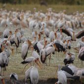  Lake Manyara, TZ